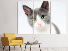 Laden Sie das Bild in den Galerie-Viewer, Leinwandbild 3-teilig Edle Katze