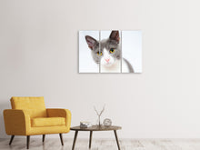 Laden Sie das Bild in den Galerie-Viewer, Leinwandbild 3-teilig Edle Katze