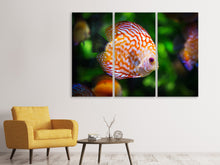 Laden Sie das Bild in den Galerie-Viewer, Leinwandbild 3-teilig Der Diskus Fisch