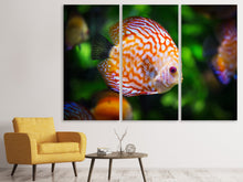 Laden Sie das Bild in den Galerie-Viewer, Leinwandbild 3-teilig Der Diskus Fisch