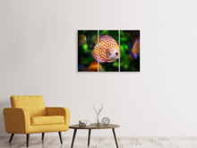 Laden Sie das Bild in den Galerie-Viewer, Leinwandbild 3-teilig Der Diskus Fisch
