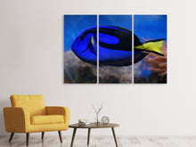 Laden Sie das Bild in den Galerie-Viewer, Leinwandbild 3-teilig Der Paletten-Doktorfisch