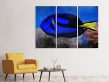 Laden Sie das Bild in den Galerie-Viewer, Leinwandbild 3-teilig Der Paletten-Doktorfisch