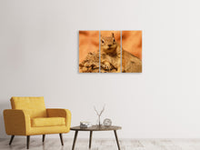 Laden Sie das Bild in den Galerie-Viewer, Leinwandbild 3-teilig Süsses Eichhörnchen