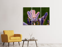 Laden Sie das Bild in den Galerie-Viewer, Leinwandbild 3-teilig Schmucklilien mit Morgentau