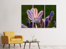 Laden Sie das Bild in den Galerie-Viewer, Leinwandbild 3-teilig Schmucklilien mit Morgentau