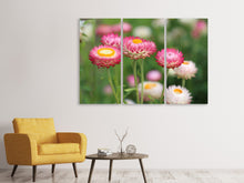 Laden Sie das Bild in den Galerie-Viewer, Leinwandbild 3-teilig Blumen des Frühlings