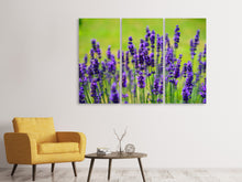 Laden Sie das Bild in den Galerie-Viewer, Leinwandbild 3-teilig Schöner Lavendel