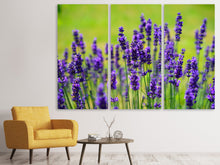 Laden Sie das Bild in den Galerie-Viewer, Leinwandbild 3-teilig Schöner Lavendel