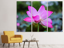 Laden Sie das Bild in den Galerie-Viewer, Leinwandbild 3-teilig Wunderschöne Lotus