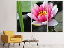Laden Sie das Bild in den Galerie-Viewer, Leinwandbild 3-teilig Die Seerose in pink