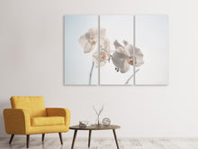 Laden Sie das Bild in den Galerie-Viewer, Leinwandbild 3-teilig Anmutige Orchideen