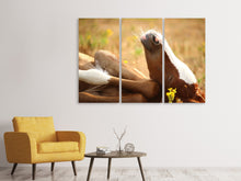 Laden Sie das Bild in den Galerie-Viewer, Leinwandbild 3-teilig Das schlafende Pferd
