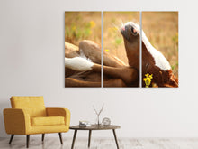 Laden Sie das Bild in den Galerie-Viewer, Leinwandbild 3-teilig Das schlafende Pferd