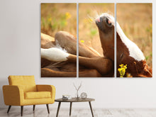 Laden Sie das Bild in den Galerie-Viewer, Leinwandbild 3-teilig Das schlafende Pferd