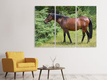 Laden Sie das Bild in den Galerie-Viewer, Leinwandbild 3-teilig Kräftiges Pferd