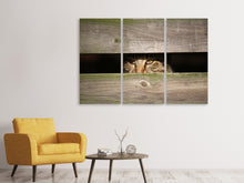 Laden Sie das Bild in den Galerie-Viewer, Leinwandbild 3-teilig Katze im Versteck