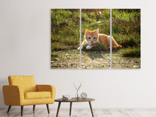 Laden Sie das Bild in den Galerie-Viewer, Leinwandbild 3-teilig Kitten in der Natur