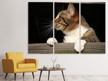 Laden Sie das Bild in den Galerie-Viewer, Leinwandbild 3-teilig XL Katze