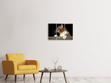Laden Sie das Bild in den Galerie-Viewer, Leinwandbild 3-teilig XL Katze