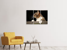 Laden Sie das Bild in den Galerie-Viewer, Leinwandbild 3-teilig XL Katze