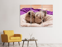 Laden Sie das Bild in den Galerie-Viewer, Leinwandbild 3-teilig Kitten Trio zum Verlieben
