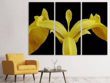 Laden Sie das Bild in den Galerie-Viewer, Leinwandbild 3-teilig Die Sumpf-Schwertlilie