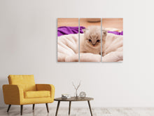 Laden Sie das Bild in den Galerie-Viewer, Leinwandbild 3-teilig Kitten zum Verlieben