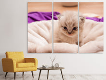 Laden Sie das Bild in den Galerie-Viewer, Leinwandbild 3-teilig Kitten zum Verlieben