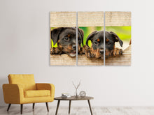 Laden Sie das Bild in den Galerie-Viewer, Leinwandbild 3-teilig 2 Rottweiler Welpen