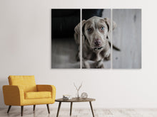 Laden Sie das Bild in den Galerie-Viewer, Leinwandbild 3-teilig Der Weimaraner