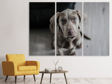 Laden Sie das Bild in den Galerie-Viewer, Leinwandbild 3-teilig Der Weimaraner