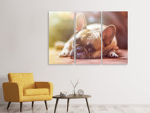 Laden Sie das Bild in den Galerie-Viewer, Leinwandbild 3-teilig Müde Bulldogge