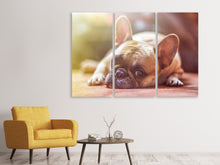 Laden Sie das Bild in den Galerie-Viewer, Leinwandbild 3-teilig Müde Bulldogge