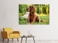 Laden Sie das Bild in den Galerie-Viewer, Leinwandbild 3-teilig Aufmerksamer Irish Setter