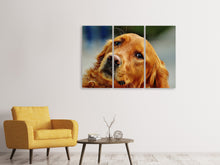 Laden Sie das Bild in den Galerie-Viewer, Leinwandbild 3-teilig Treuer Irish Setter