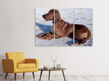 Laden Sie das Bild in den Galerie-Viewer, Leinwandbild 3-teilig Eleganter Irish Setter
