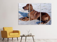 Laden Sie das Bild in den Galerie-Viewer, Leinwandbild 3-teilig Eleganter Irish Setter