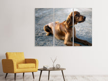 Laden Sie das Bild in den Galerie-Viewer, Leinwandbild 3-teilig Der Irish Setter