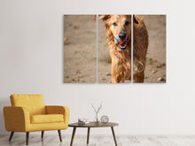 Laden Sie das Bild in den Galerie-Viewer, Leinwandbild 3-teilig Nasser Hund