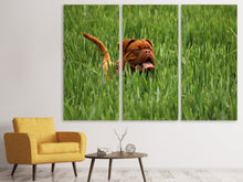 Laden Sie das Bild in den Galerie-Viewer, Leinwandbild 3-teilig Der Mastiff im Gras