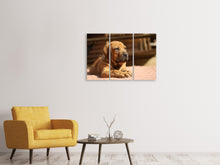 Laden Sie das Bild in den Galerie-Viewer, Leinwandbild 3-teilig Trauriger Hundeblick