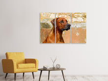 Laden Sie das Bild in den Galerie-Viewer, Leinwandbild 3-teilig Wachsamer Rhodesian Ridgeback