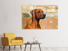 Laden Sie das Bild in den Galerie-Viewer, Leinwandbild 3-teilig Wachsamer Rhodesian Ridgeback