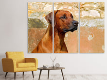Laden Sie das Bild in den Galerie-Viewer, Leinwandbild 3-teilig Wachsamer Rhodesian Ridgeback