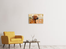 Laden Sie das Bild in den Galerie-Viewer, Leinwandbild 3-teilig Wachsamer Rhodesian Ridgeback