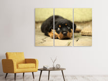 Laden Sie das Bild in den Galerie-Viewer, Leinwandbild 3-teilig Süsse Rottweiler Welpe