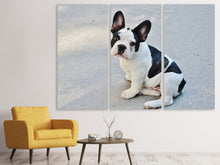 Laden Sie das Bild in den Galerie-Viewer, Leinwandbild 3-teilig Süsse Französische Bulldogge