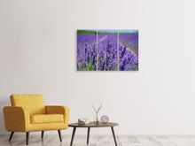 Laden Sie das Bild in den Galerie-Viewer, Leinwandbild 3-teilig Die Lavendelblüten
