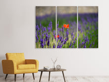 Laden Sie das Bild in den Galerie-Viewer, Leinwandbild 3-teilig Mohn im Lavendel